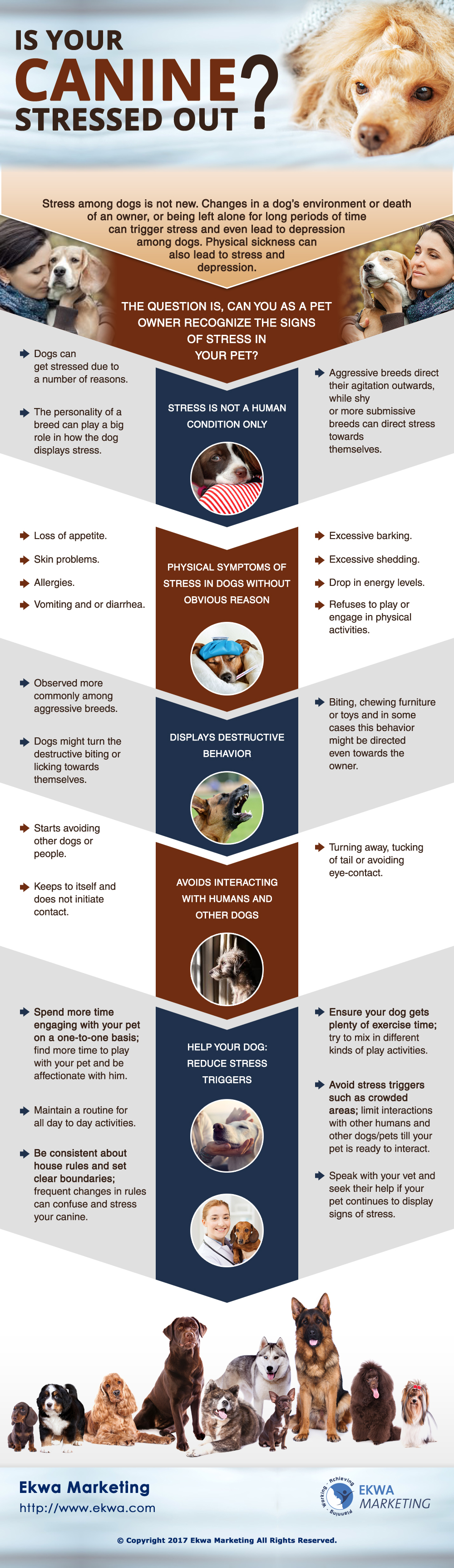 Veterinary Info Graphics - Canine Obesity